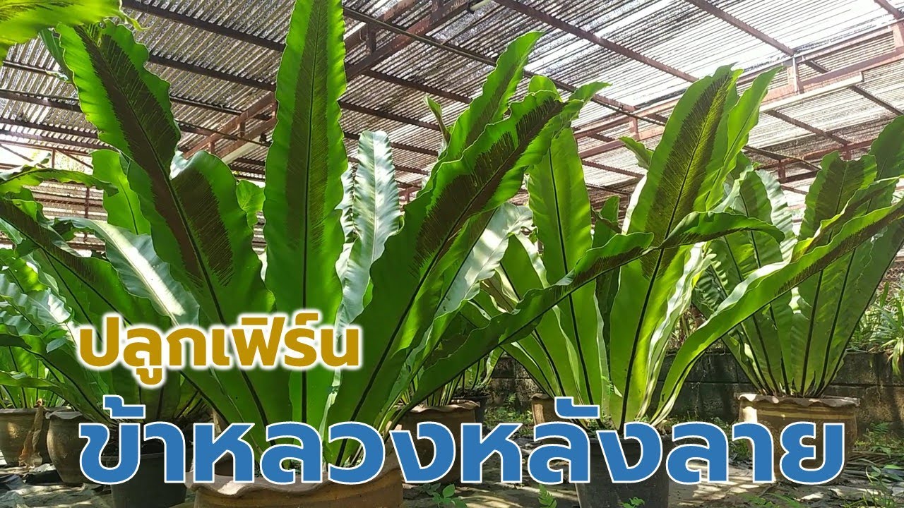 วิธีปลูกเฟิร์นข้าหลวงหลังลาย (Bird's nest fern) Farm Station