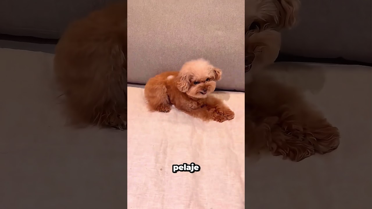 El reto del cubito de hielo que muestra el verdadero carácter de tu perro #dogmom #petlife #shorts