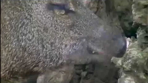 Are javelinas dangerous? What you should know about Arizona's little-known wild swine