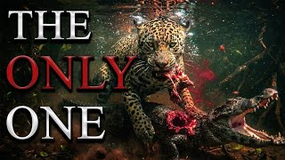 Athlete Statistics The Only Predator Of The Crocodile