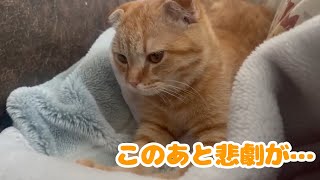 ご機嫌だった子猫に悲劇が起こりました