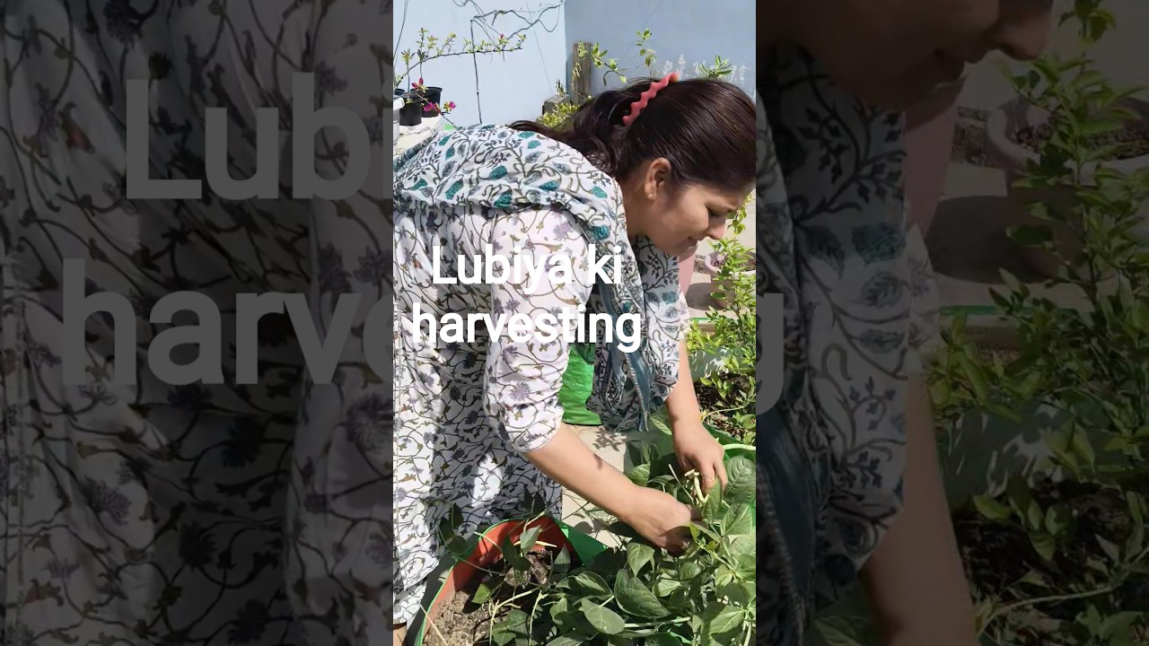 aaj dobara ki lubiya ki harvesting😊#garden#terracegardenindia #gardening #plants #viral # viralvideo