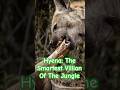 Hyena: The Smartest Villain of the Jungle