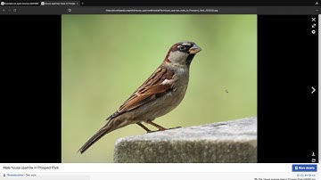 Ollama: Describe and Summarise Images with Ollama LLaVA.