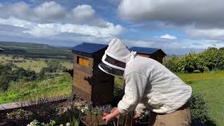 How to prepare your hive for winter?