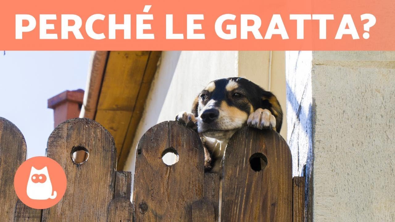 Il mio CANE GRATTA le PORTE 🚪🐕 (Perché e come EVITARLO) 