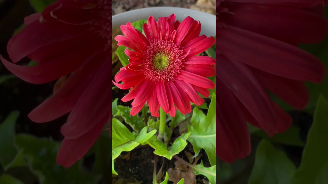 Newly Blooming Gerbera Daisy