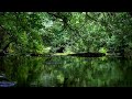 7 hours of forest birds singing and murmuring stream nature sounds for sleep