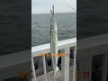 春サヨリ40cm!スーパーサヨリン浦安釣法が開幕全開!!