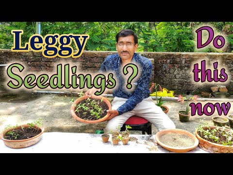 Video: Leggy Nasturtium Plants – Ano ang Gagawin Sa Leggy Nasturtium Seedlings