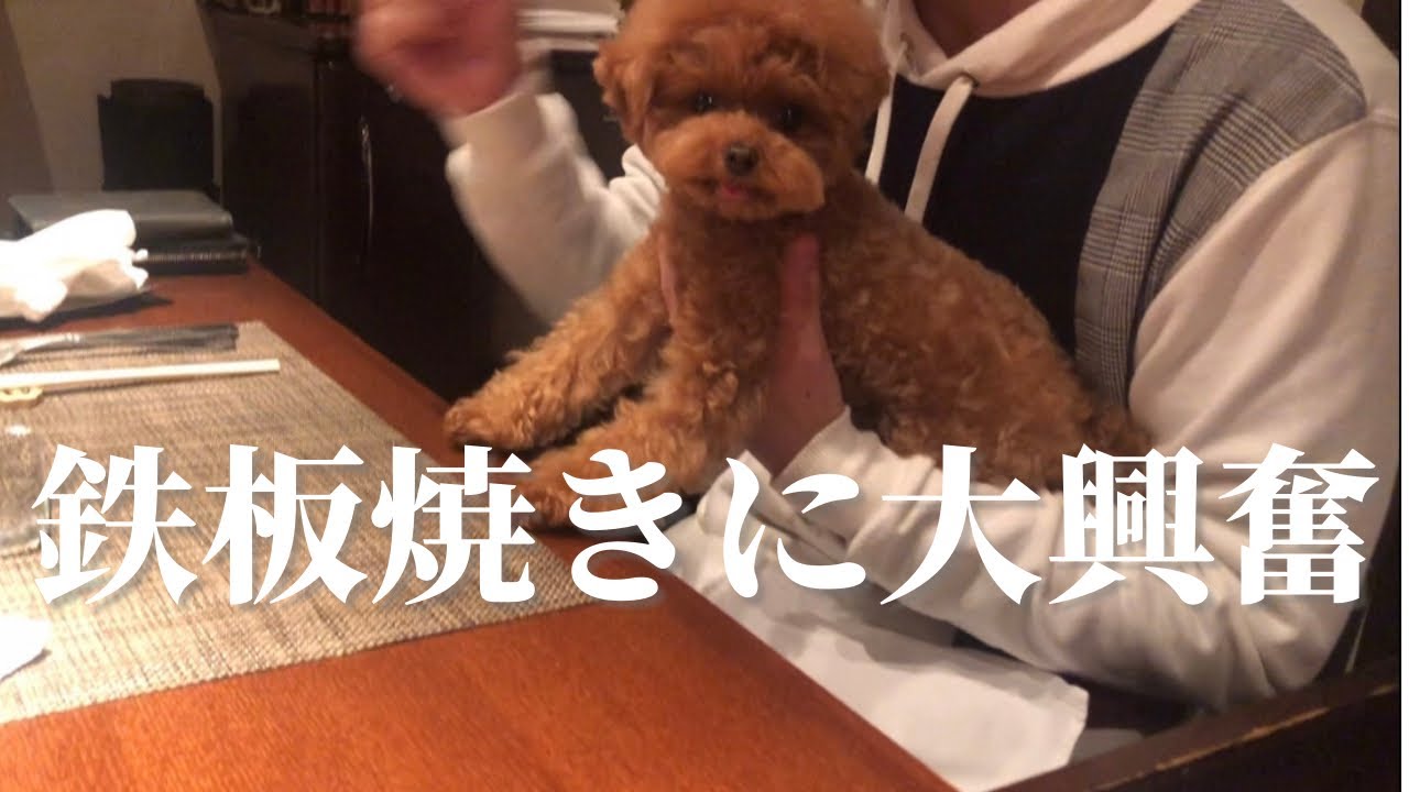 【 犬同伴OK 東京でお祝いするならココ！】やさいや 鉄板焼野菜 六本木にトイプードルと行ってきました！ / 東京 都内 港区 外食 高級 / ティーカッププードル 成犬 ごはん