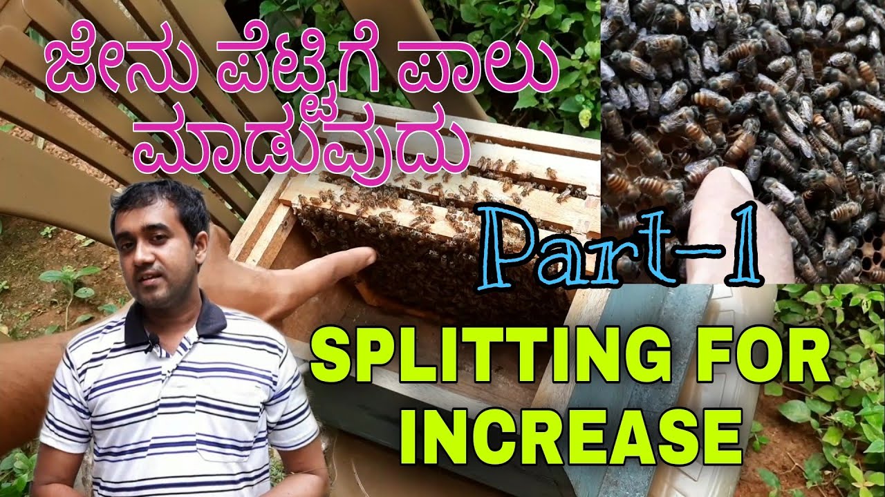 Splitting for increase part - 1 - ಜೇನು ಕುಟುಂಬ ಪಾಲು ಮಾಡುವುದು ಭಾಗ - 1