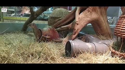 Scientists clone endangered species for first time