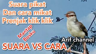 Suara burung prenjak klik klik dan cara mikatnya