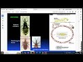 parasitologia 10/10/24