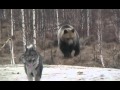 Hungry bear vs dog