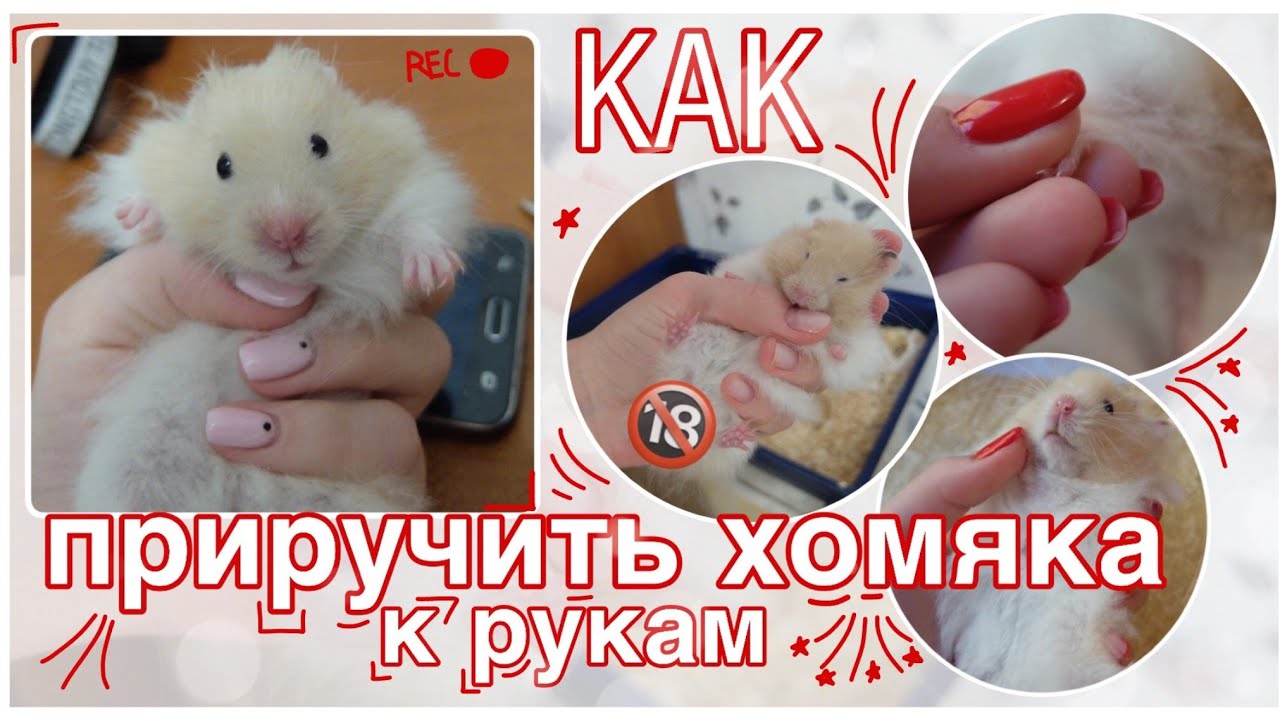 КАК ПРИРУЧИТЬ ХОМЯКА К РУКАМ? / Dasha Alekseeva