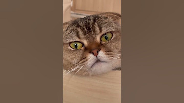 고양이 눈에 빠져본다