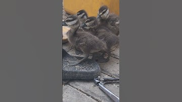 #shorts anak burung belibis jinak