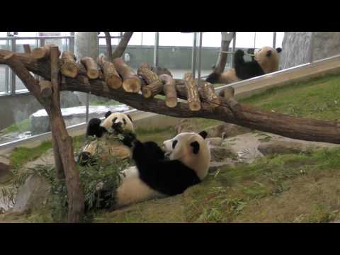 20160619　優浜＆桜浜＆桃浜、黙々と食べ続ける三姉妹