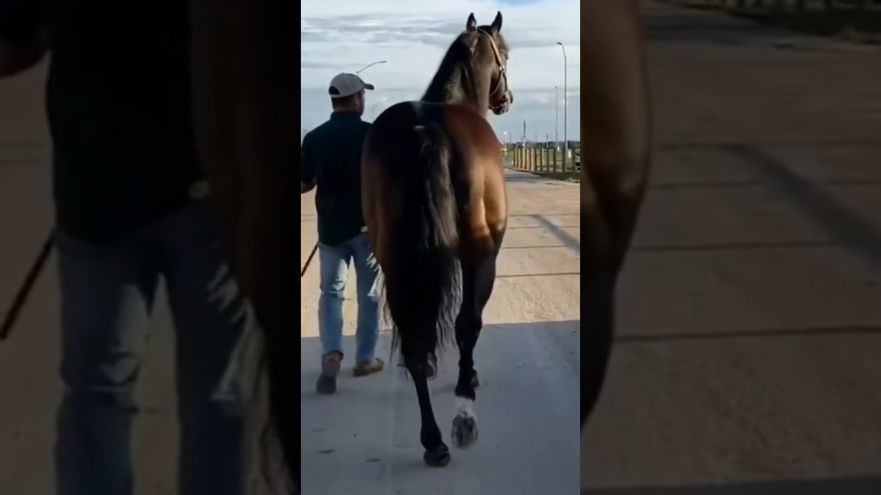 Triple Vodka – El Caballo que Transformó la Adversidad en Leyenda 