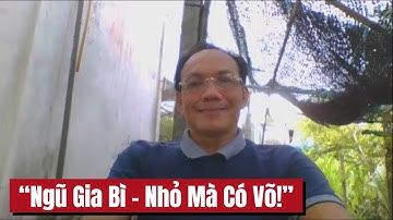 🌿 Cây Ngũ Gia Bì – Thuốc Quý, Đuổi Muỗi, Lại Làm Cây Cảnh May Mắn