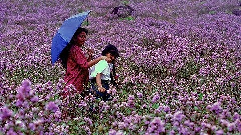 Penampakan Neelakurinji, Tumbuhan Asal India yang Hanya Mekar Setiap 12 Tahun Sekali