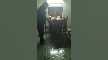 Ăn no xong hết sức nhảy 🐕🦮 big belly can