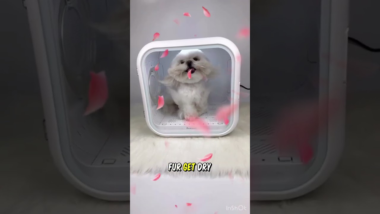 🐾 Automatic Pet Dryer Box - Is It Worth The Hype?