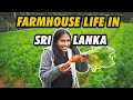 Life in a Farmhouse in Nuwara Eliya - This is Sri Lanka