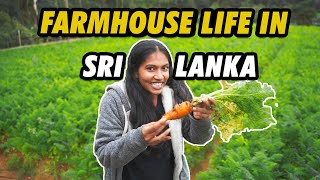 Life in a Farmhouse in Nuwara Eliya - This is Sri Lanka