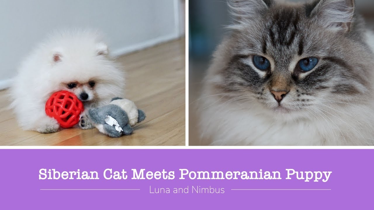 pomeranian tear stain