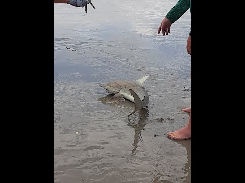 Shark caught at Myrtle Beach, SC - Sept. 8, 2022