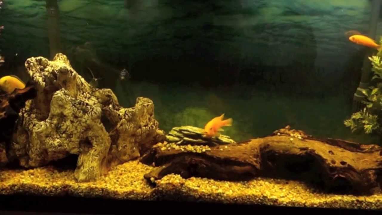 African Cichlids Digging in Gravel YouTube