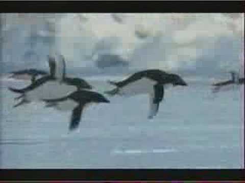 Пингвины научились летать!!!