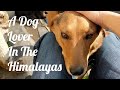 A Dog Lover In India: One Canadian Woman&#39;s Story