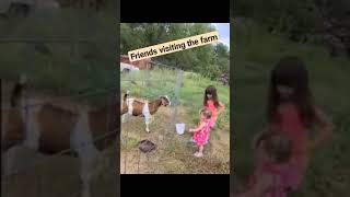 Lovely scared of goats. Friends visiting our farm 🚜 ❤️.  #travel #family #farming #animalshorts