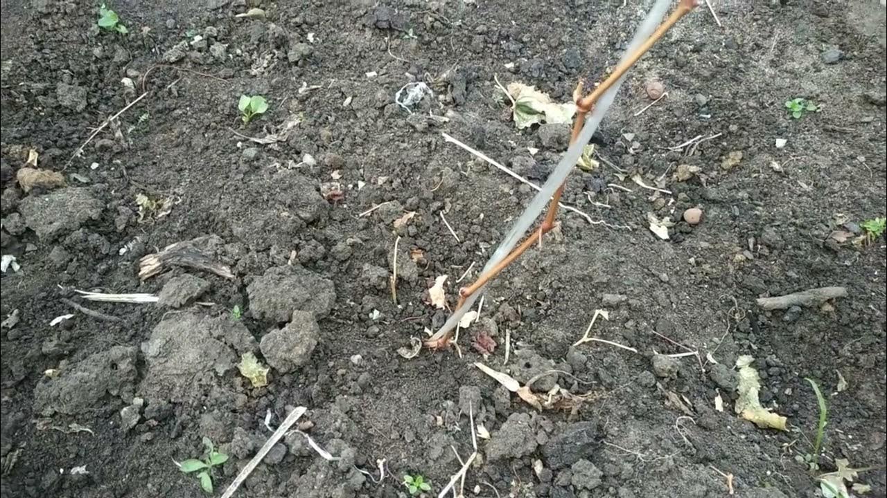 обрезка молодых кустов винограда - YouTube