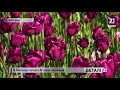 В Ужгороді квітнуть 30 тисяч тюльпанів
