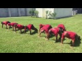 22 Push-Up Challenge