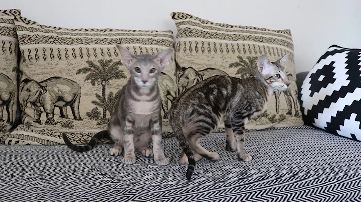 Video 1961251: tabby oriental, oriental kittens, oriental cats, blue oriental