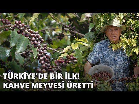 Video: Kahve: Kapalı Yetiştirme