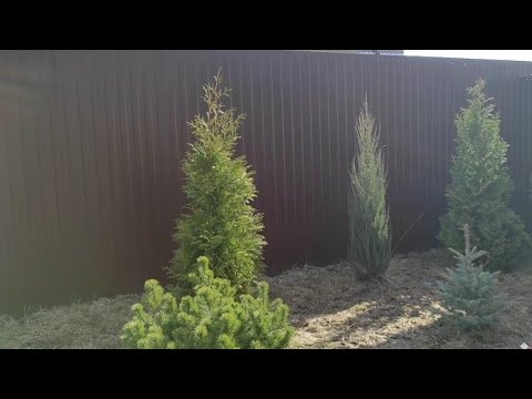 Видео: Может ли зеленая гигантская туя расти в тени?