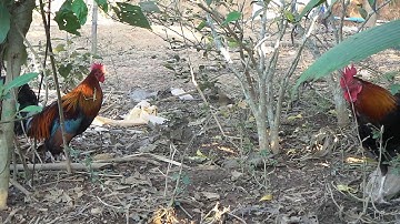 Qaib qus txuam tom1 ไก่ป่าลูกผสมน้ำ1