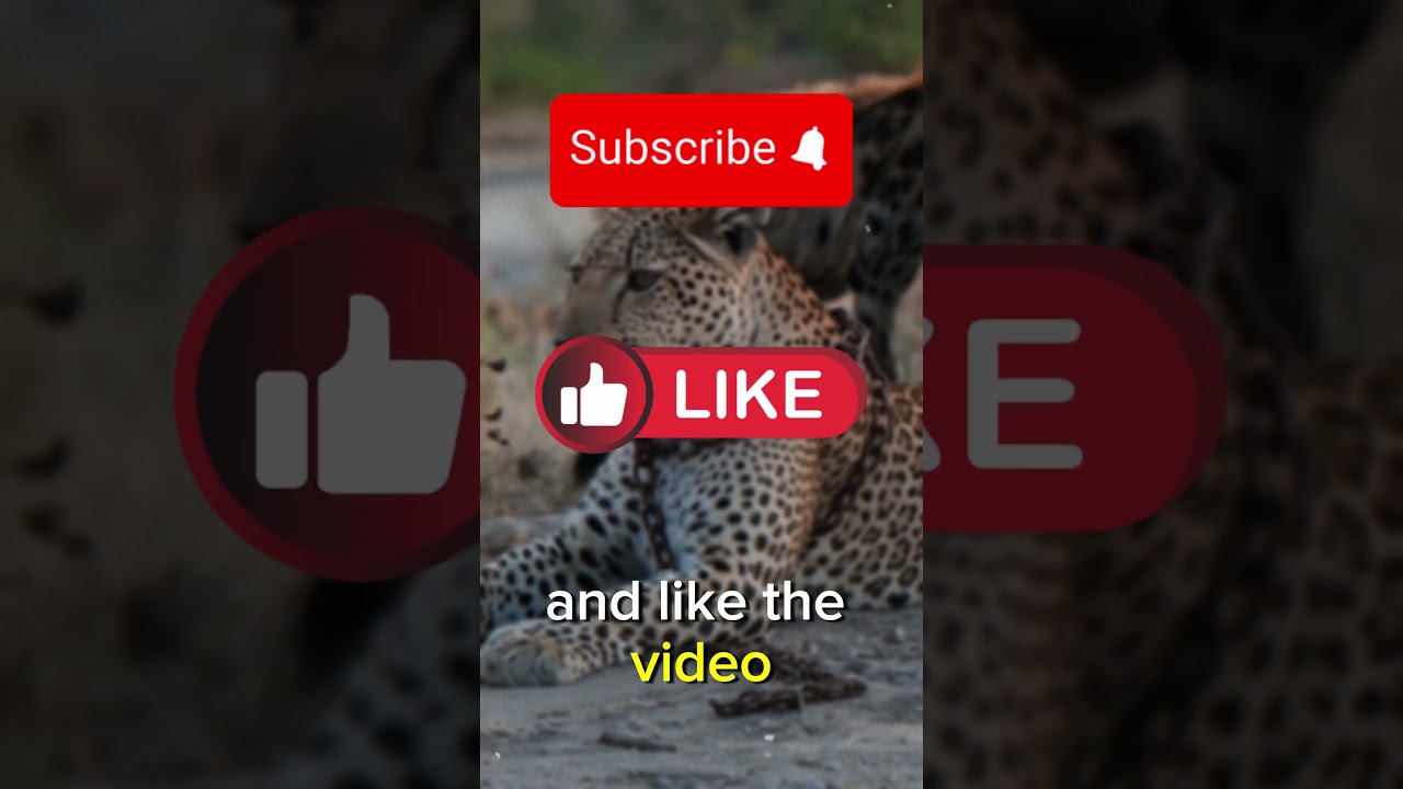 Leopard Rescue: From Chains to Freedom 