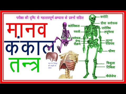 Human Skeletal system मानव कंकाल तंत्र