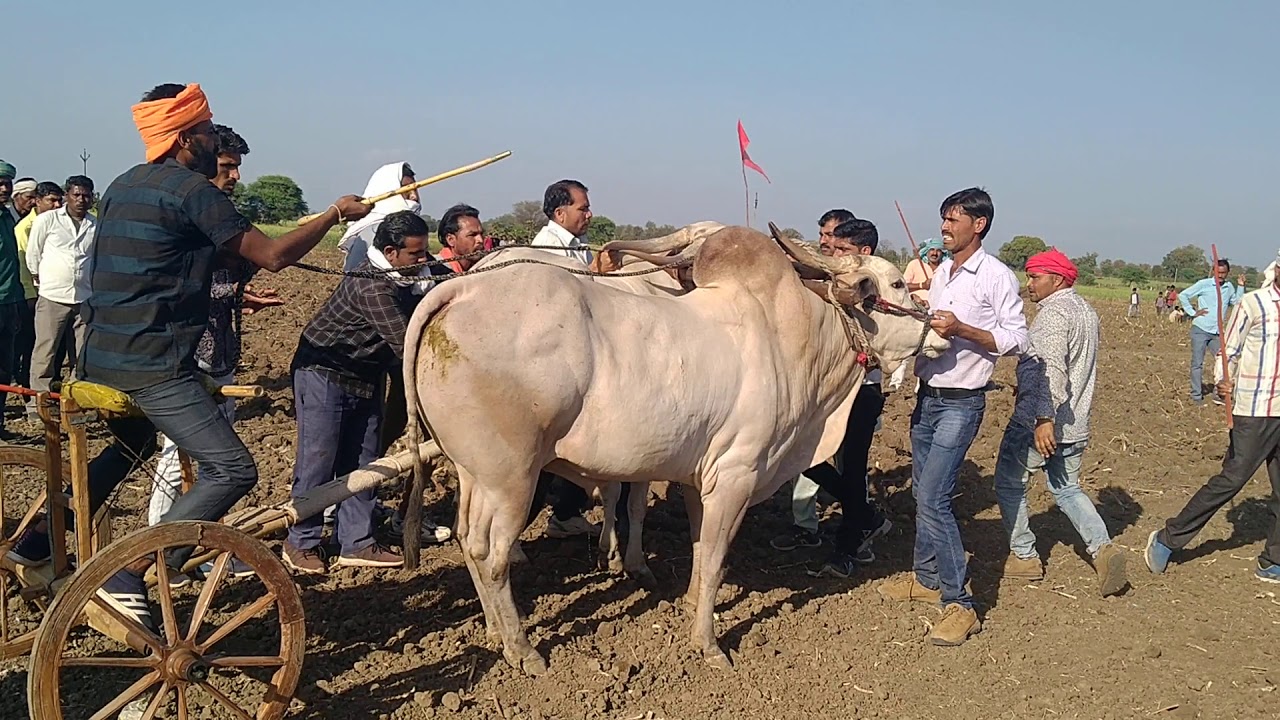 Bell gadi doad pratiyogita mahuakheda Bankhedi mp. date. 28. 02. 2021