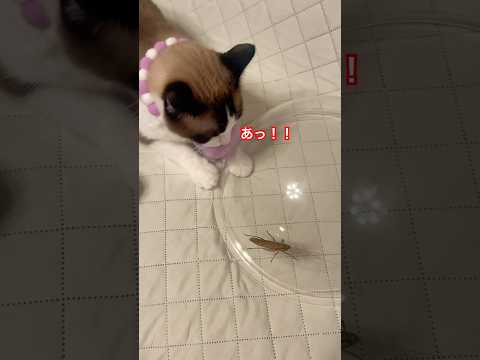 猫に初めてのバッタを見せたら手を伸ばしたけど触れるのか？ #ねこ動画 #ピポパポ #fruitszipper #shorts