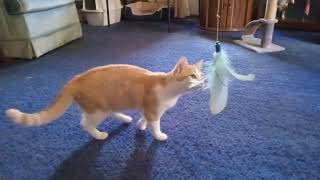 Kitty Is Bored with Feather Toy