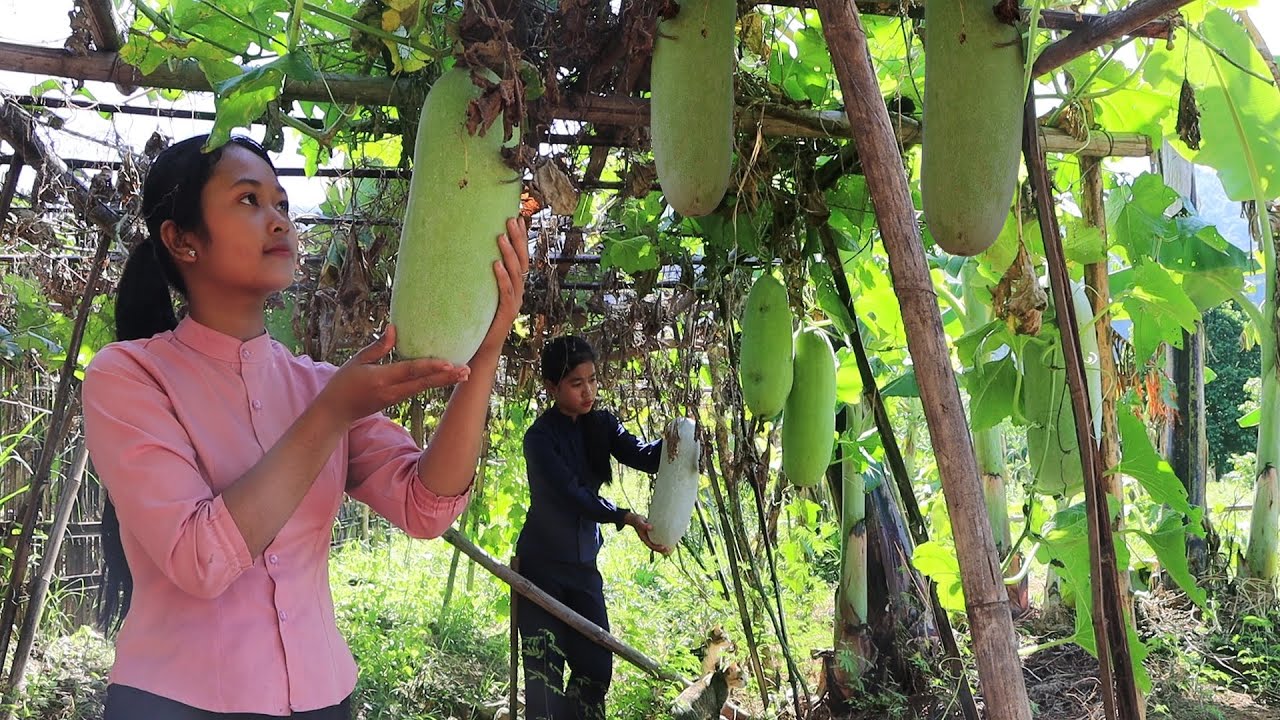 Healthy food from Wax gourd Snack with Juice from Wax gourd recipes